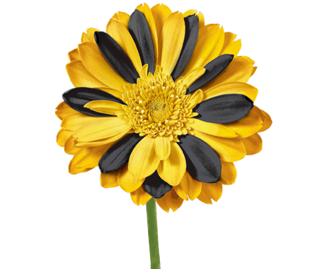 Билайн, цветы